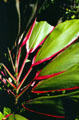 Red & green broad-leafed plant at Hawaiian Tropical Botanical Gardens, west of Hilo. Big Island of Hawaii, HI.