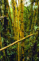 Yellow bamboo at Akaka Falls State Park, west of Hilo. Big Island of Hawaii, HI.