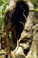 Giant Koa tree along bird park trail in Volcanoes National Park. Big Island of Hawaii, HI.