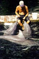 Dolphin feeding at Hilton Waikoloa Village, Kona coast. Big Island of Hawaii, HI.