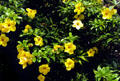 Yellow flowering bush. Big Island of Hawaii, HI.