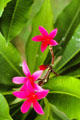 Pink Plumeria found in Kilohana. Kauai, HI.