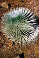 Silversword, a plant which blooms once & then dies, only found on top of Mount Haleakala in Maui. Maui, HI.