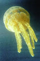 Jellyfish at Waikiki Aquarium. Waikiki, HI.