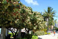 Tri-Color Hau or variegated Mahoe trees along beach on Kalakaua Ave. Waikiki, HI.