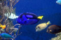 Reef fish including blue Regal Tang at Waikiki Aquarium. Waikiki, HI.