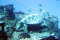 Sea turtle on wreck seen from Atlantis submarine tours. Waikiki, HI.