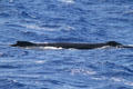 Humpback Whale in Hawaiian Islands Humpback Whale National Marine Sanctuary. Waikiki, HI.