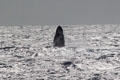 Humpback whale breeching