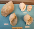 Tun shell examples at Bishop Museum. Honolulu, HI.