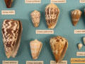 Cone shell examples at Bishop Museum. Honolulu, HI.