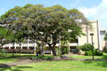 Snyder Hall at University of Hawai'i beyond Monkeypod tree. Honolulu, HI.