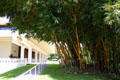 Jefferson Hall & stand of Bamboo at University of Hawai'i. Honolulu, HI.
