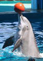 Porpoise balances a ball in Hawaii Ocean Theatre at Sea Life Park. HI