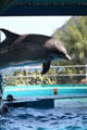 Porpoise leaps from water in Hawaii Ocean Theatre at Sea Life Park. HI.