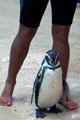Humboldt Penguin at Sea Life Park. HI.