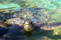 Green sea turtle at Sea Life Park. HI.