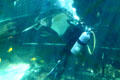Diver feeding sting ray at Sea Life Park. HI.