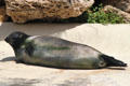 Fur seal at Sea Life Park. HI.