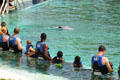 Visitors interact with dolphins at Sea Life Park. HI.