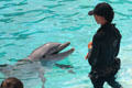 Bottlenose dolphin with trainer at Sea Life Park. HI.