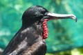 Facial detail of Great Frigatebird at Sea Life Park. HI.