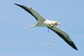 Red-footed Booby carries nesting material at Sea Life Park. HI.
