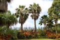 Palms in gardens of Dole Plantation. HI.