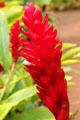 Red ginger in gardens of Dole Plantation. HI.