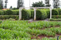 Entrances to pineapple garden maze at Dole Plantation. HI.