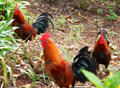 Chickens at Dole Plantation. HI.