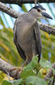 Black-crowned Night-Heron in Hawaii. HI.