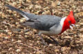 Red-crested Cardinal in Hawaii. HI.