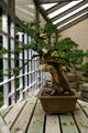 Bonsai at Des Moines Botanical Center. Des Moines, IA.