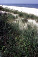 Grasses of Indiana Dunes National Lakeshore. Indianapolis, IN.