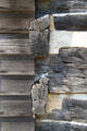 Details of how logs cut so gravity forces structure together on log cabin visitor center. Vincennes, IN.