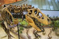Tyrannosaurus rex skeleton at Museum of World Treasures. Wichita, KS