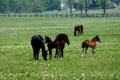 Thoroughbreds in Bluegrass country. Lexington, KY.