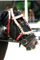 Rajasthan Marwari horse at Kentucky Horse Park. Lexington, KY.