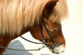Icelandic pony at Kentucky Horse Park. Lexington, KY.