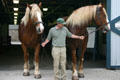 Belgian workhorses at Kentucky Horse Park. Lexington, KY.