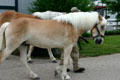 Austrian workhorses at Kentucky Horse Park. Lexington, KY.