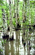 Cypress trees in the swamps. Houma, LA.