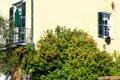 Kumquat tree in garden of beside LeCarpentier-Beauregard-Keyes House. New Orleans, LA.