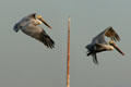 Two pelicans in flight. New Orleans, LA.