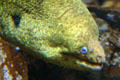 Morey Eel at Aquarium of the Americas. New Orleans, LA.