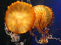 Pacific Sea Nettle jellyfish at Aquarium of the Americas. New Orleans, LA.