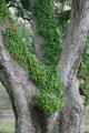 Resurrection fern which is usually brown but turns green in heavy rain on oak tree at Oak Alley Plantation. Vacherie, LA.