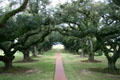 Oak tree lined path to Mississippi River from Oak Alley Plantation. Vacherie, LA.