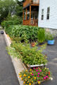 Urban garden on Westford St. in Highlands district of Lowell. Lowell, MA.